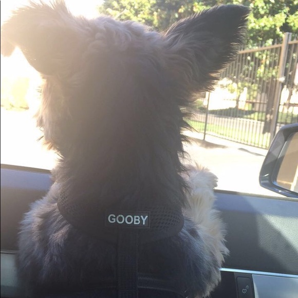 Meet your Posher, Victoria - Picture 3 of 4